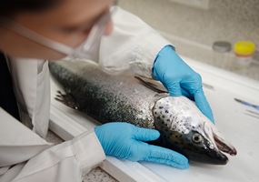 Genomic breeding for gill health and lice resistance in salmon: towards improved accuracy and affordability