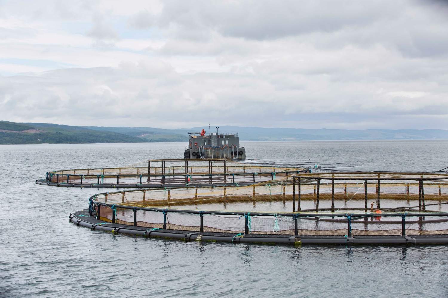 Supporting sustainable salmon farming through innovative sea lice management