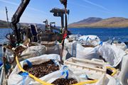 Bags of mussels on boat