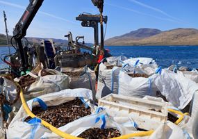Researching the technologies and processes required for a commercial mussel hatchery