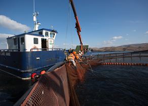 Boat and nets