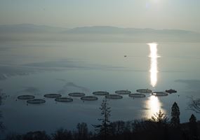 Tubenet™ technology for sea lice control in Scotland (TUBENET-PROOF)