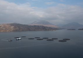 Enhancing mucosal robustness and immunity in salmon