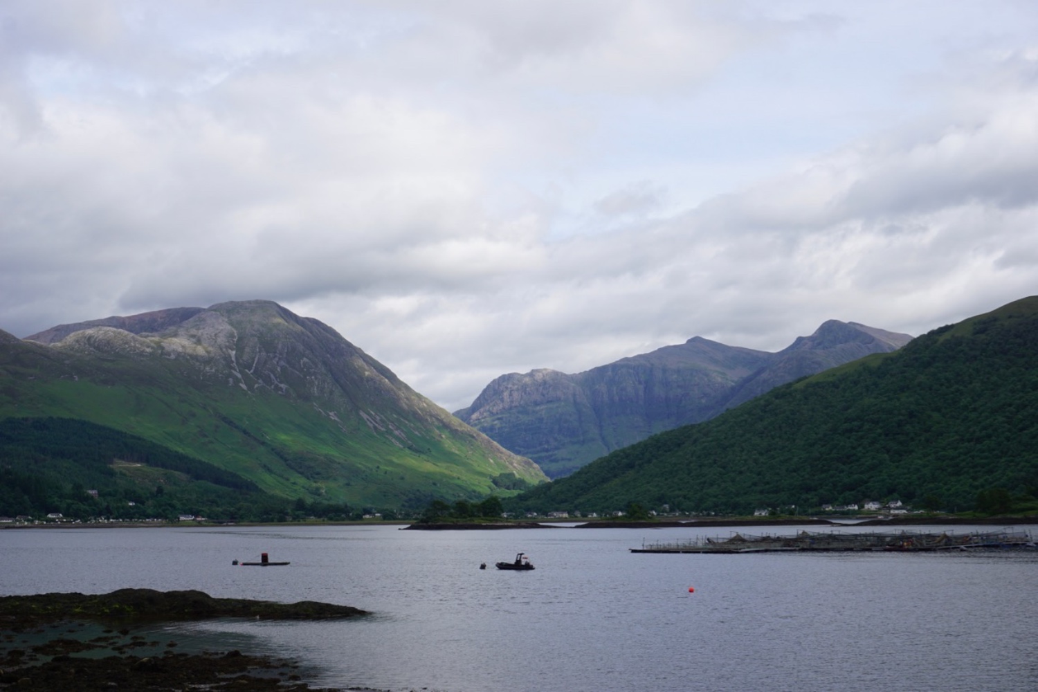 SAVED: Validating models to predict and measure sea lice on salmon