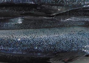 Fish close up