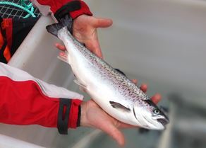 Marine Harvest salmon in hands