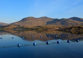 Piloting a commercial mussel hatchery