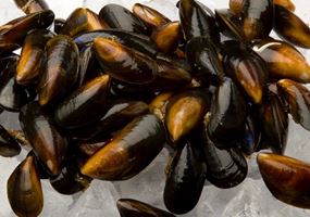 Developing genetic tools for mussel hatchery broodstock