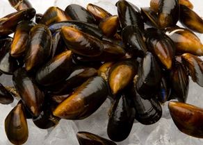 Mussels on ice