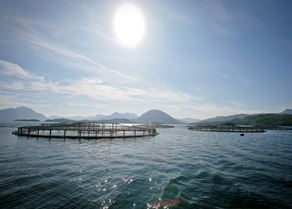 Pens in the sunshine