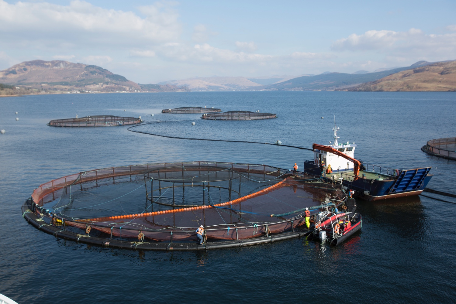 Control of sea lice infections of farmed salmonids using hydrogen peroxide (Paramove®) at reduced salinities