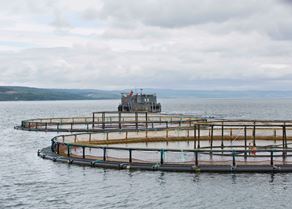 Salmon farm