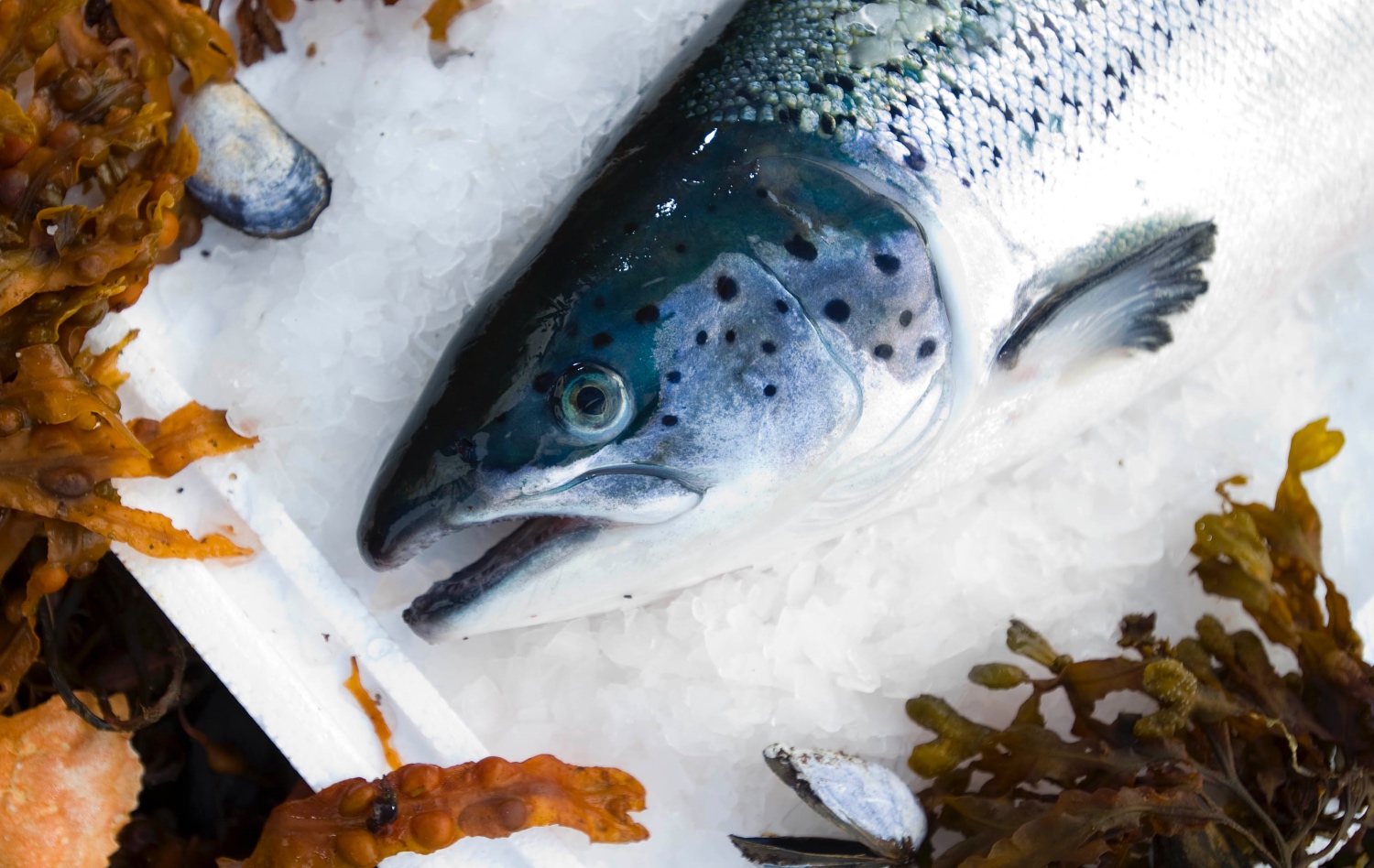 Clinical nutrition and the treatment of Atlantic salmon gill diseases   (NAGD)