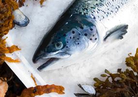 Clinical nutrition and the treatment of Atlantic salmon gill diseases   (NAGD)