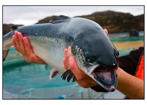 Salmon in hands open mouth