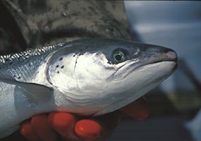 Exploring the risk factors for Saprolegniosis outbreaks in salmon farms