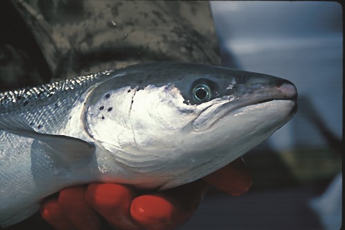 salmon head