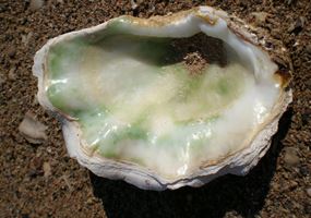 Feasibility Study: Pre-emptive and non-invasive pathogen diagnostics to prevent the spread of shellfish disease
