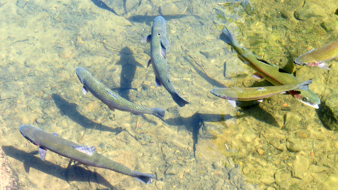 Rainbow trout_201218.jpg