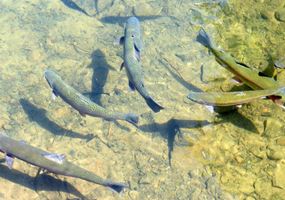 Investigation into the causes of and possible solutions to failed rainbow trout in aquaculture