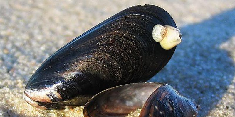 mussel.jpg