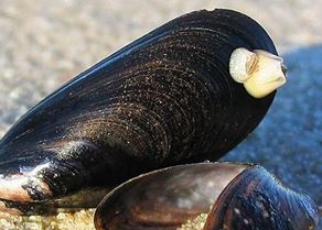 mussel.jpg