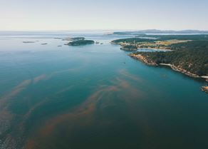 Algal Bloom_.jpg