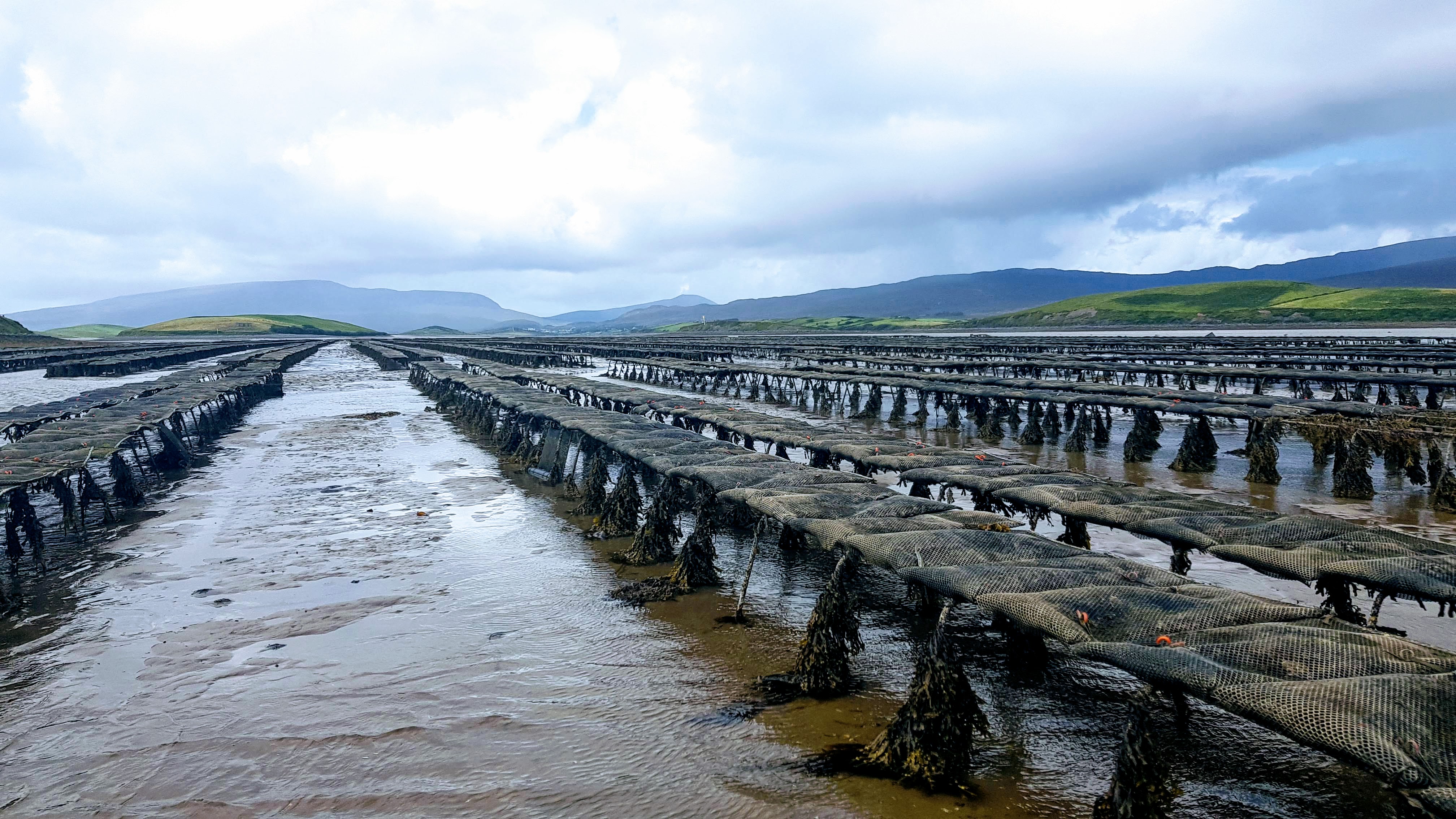 Clew Bay Oysters.jpg (1)