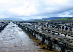 Clew Bay Oysters.jpg (1)