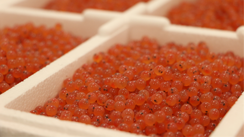 Atlantic salmon ova