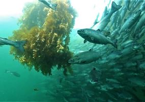KelpRing: natural kelp hides for cleanerfish