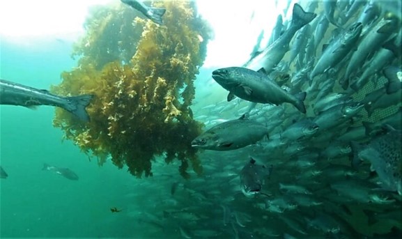 Wrasse and salmon interacting naturally around the KelpRing