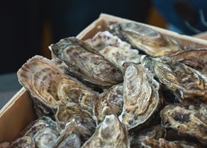 SAIC_AdobeStock_oysters.jpeg