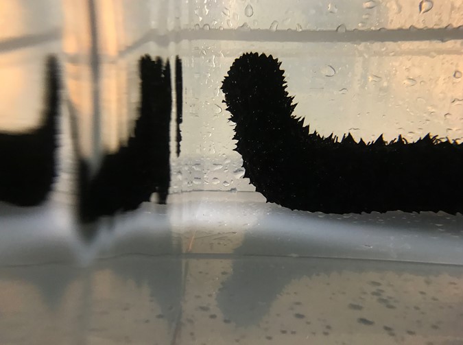 Scottish sea cucumber