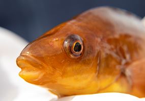 Aquawrasse: cleanerfish personality study