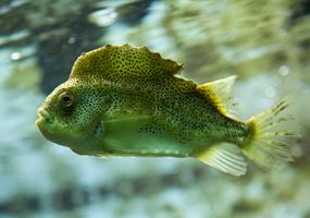 Improving cleaner fish vaccination