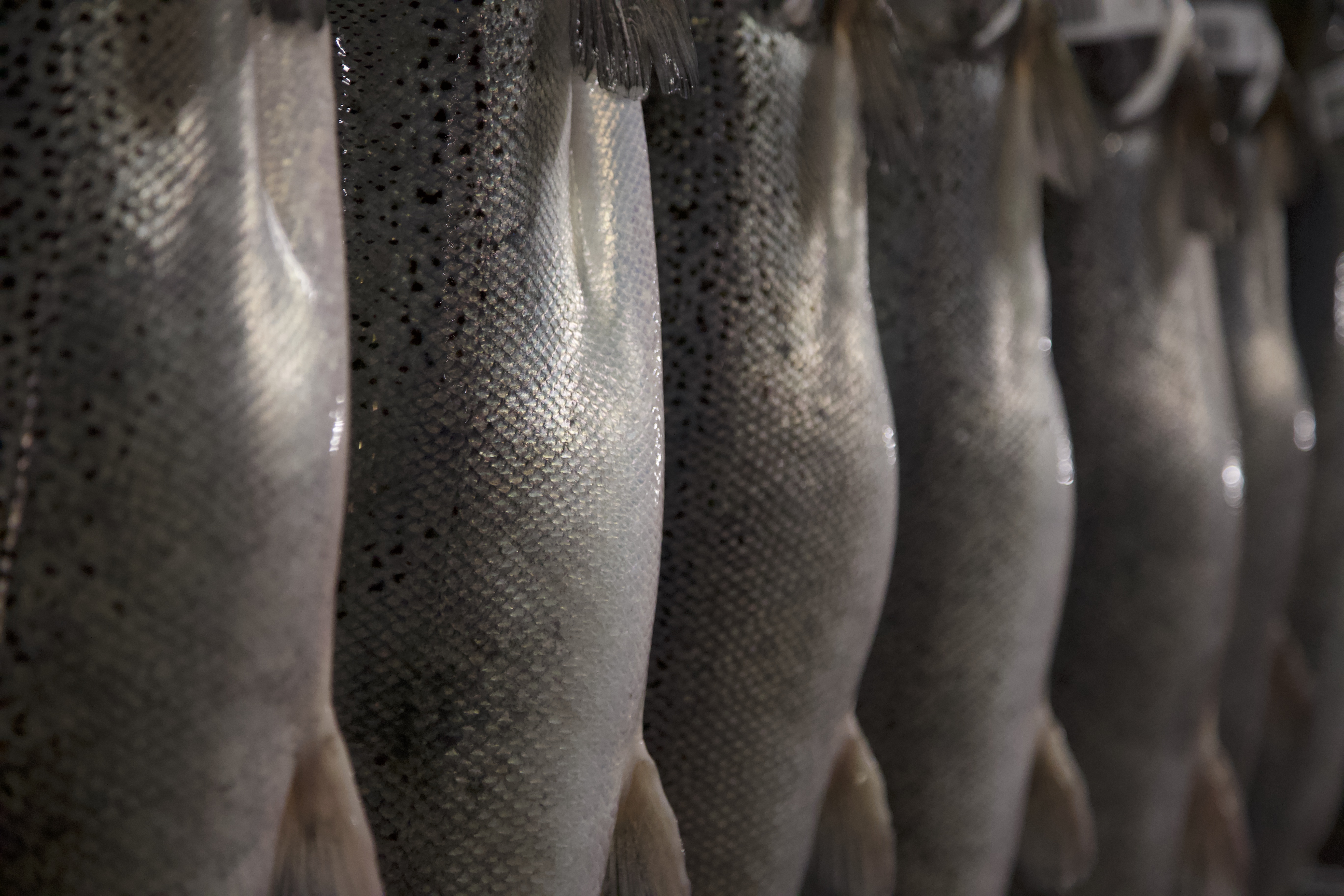 Improving disease resistance in Atlantic salmon and Rainbow trout to Flavobacterium psychrophilum