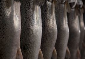 Improving Disease Resistance in Atlantic salmon and Rainbow trout to Flavobacterium psychrophilum