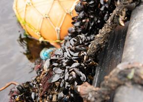 Mussels original.jpg