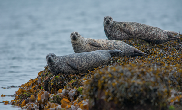 Three seals on a rock