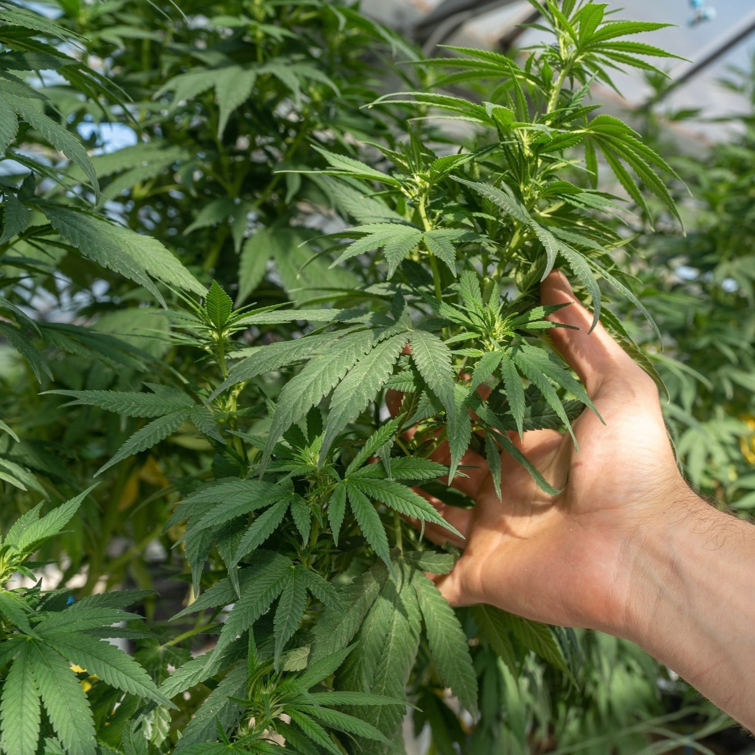 Rare Earth hemp image.jpeg (1)