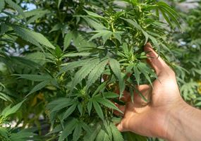 Unlocking sustainable aquafeed with UK-grown hemp protein