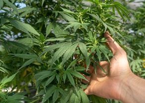 Rare Earth hemp image.jpeg (1)