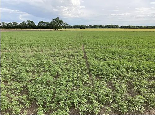 hemp field UK