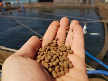 Handful of feed