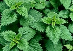 Novel functional feeds for improved performance in Atlantic salmon based on nettle: with specific emphasis on immune function and resilience