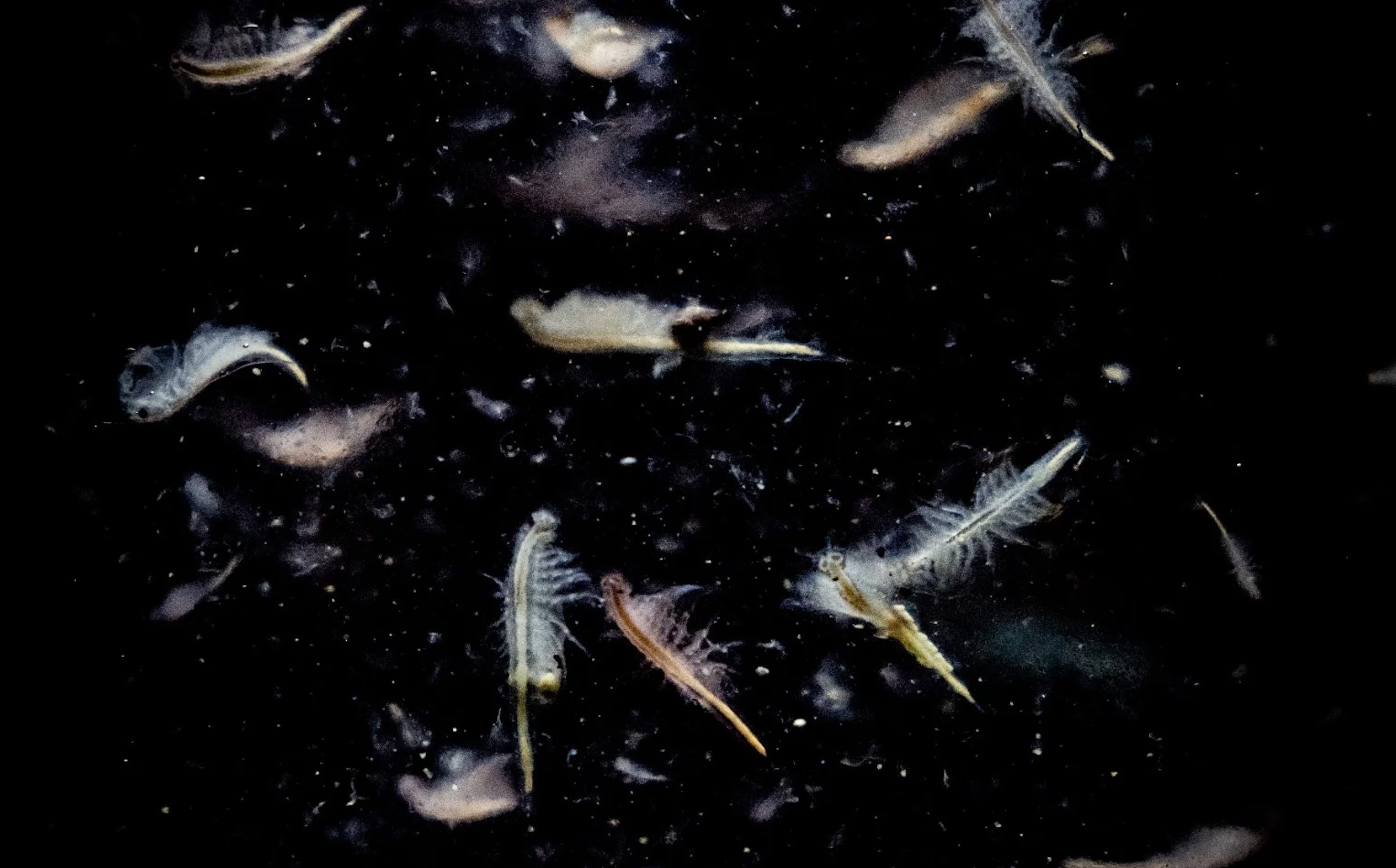 Novel farming system to produce sustainable marine zooplankton protein for aquafeed