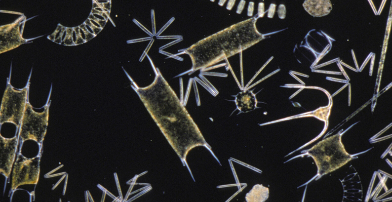 live plankton analysis system - plankton under microscope