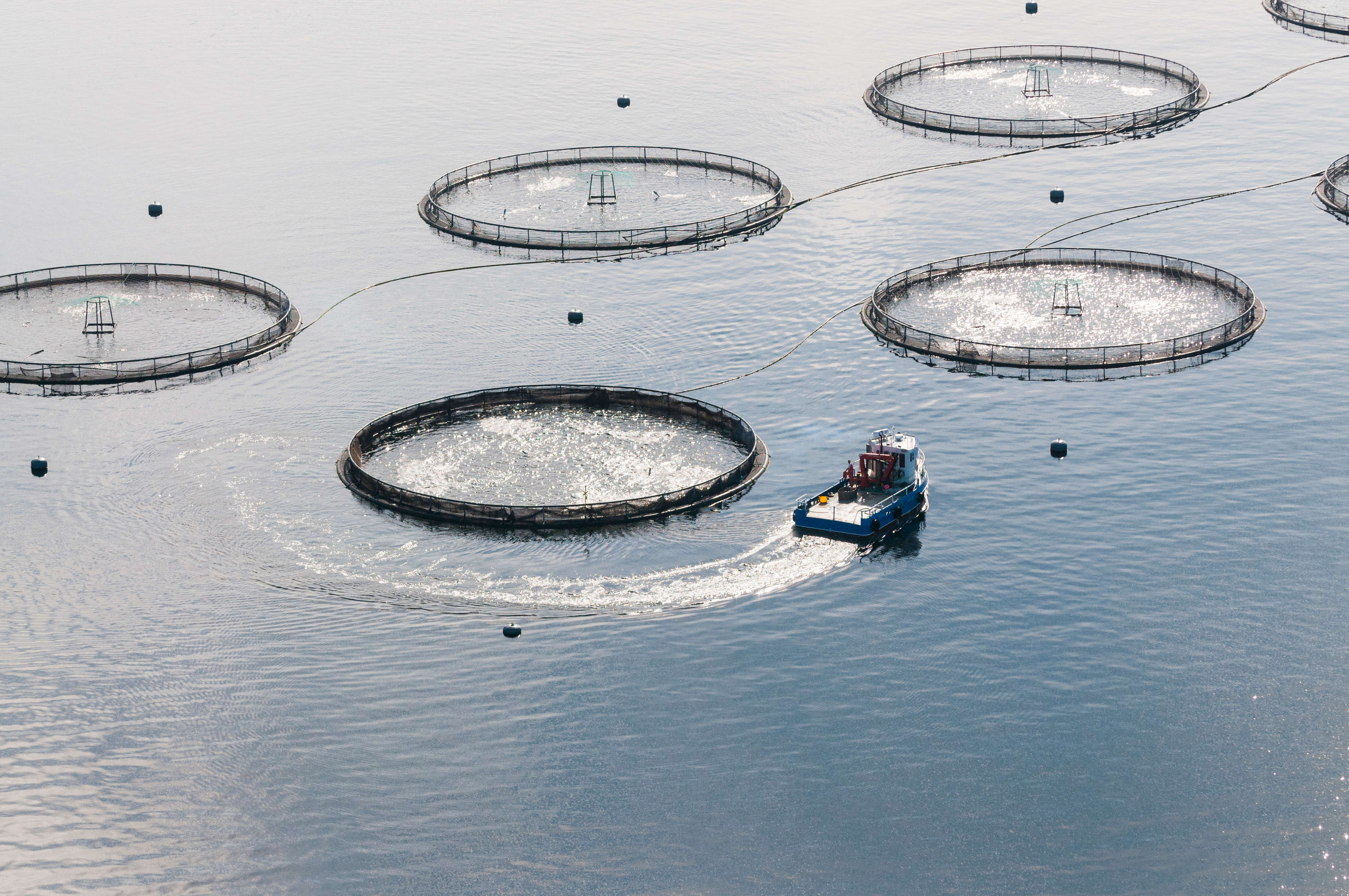 Fish farm