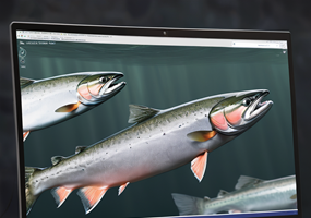 Aquaculture Insights: open data platform for salmon aquaculture
